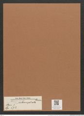 Navicula subampliata Ehr. (de-Toni-Nr.: Genus 1, Species 573) Zeichnungen Sammlung Grunow Mappe 00495 (Herbarium_W_Grunow_drawings_Folder_00495)